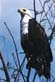 Fish eagle